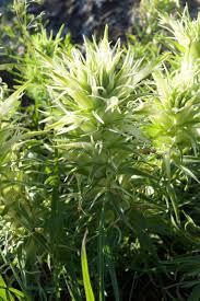 Attēlu rezultāti vaicājumam “Badhamia capsulifera var. arborea sessile”