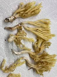 Attēlu rezultāti vaicājumam “Lentaria sp.”