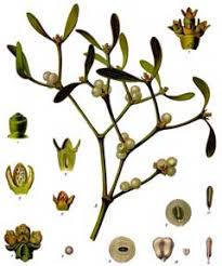 Attēlu rezultāti vaicājumam “Viscum album female flower”