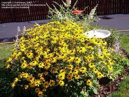 Attēlu rezultāti vaicājumam “Rudbeckia hirta var. pulcherrima flower”