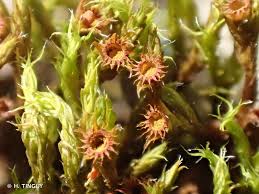 Attēlu rezultāti vaicājumam “Schistidium apocarpum”