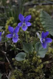 Attēlu rezultāti vaicājumam “Viola riviniana”