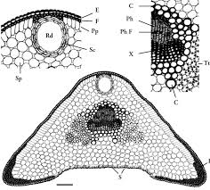 Attēlu rezultāti vaicājumam “Juniperus communis leaf”
