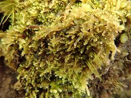 Attēlu rezultāti vaicājumam “Harpanthus scutatus”