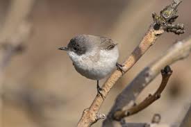 Attēlu rezultāti vaicājumam “Sylvia curruca”