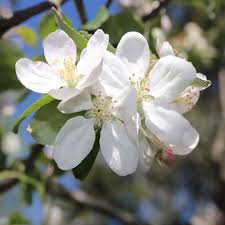 Attēlu rezultāti vaicājumam “Malus sylvestris”