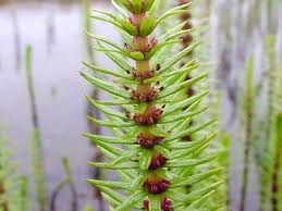 Attēlu rezultāti vaicājumam “Hippuridaceae”