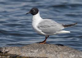 Image result for Chroicocephalus philadelphia