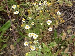 Attēlu rezultāti vaicājumam “Matricaria chamomilla”
