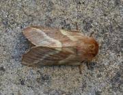 Attēlu rezultāti vaicājumam “Malacosoma castrensis”