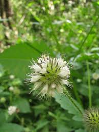 Image result for Dipsacus pilosus