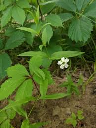 Attēlu rezultāti vaicājumam “Silene tatarica leaf”