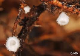 Attēlu rezultāti vaicājumam “Rimbachia neckerae”