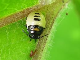 Attēlu rezultāti vaicājumam “Tritomegas bicolor imago”