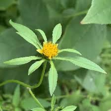 Attēlu rezultāti vaicājumam “Bidens frondosa flower”