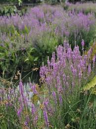 Image result for Lythrum salicaria