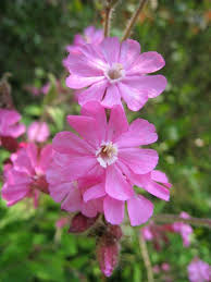 Attēlu rezultāti vaicājumam “Silene viscaria flower”