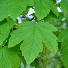 Attēlu rezultāti vaicājumam “Acer pseudoplatanus”