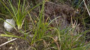 Attēlu rezultāti vaicājumam “Carex viridula”