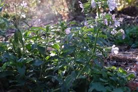 Attēlu rezultāti vaicājumam “Saponaria officinalis”