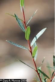 Attēlu rezultāti vaicājumam “Salix purpurea”