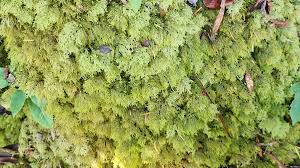 Attēlu rezultāti vaicājumam “Hylocomium splendens sporophyte”