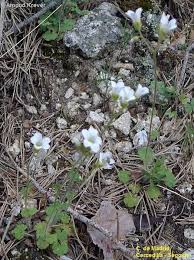 Attēlu rezultāti vaicājumam “Saxifraga granulata”