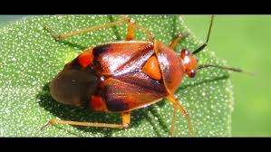 Attēlu rezultāti vaicājumam “Deraeocoris ruber”