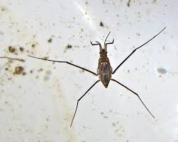 Attēlu rezultāti vaicājumam “Gerridae”