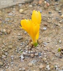Attēlu rezultāti vaicājumam “Colchicum luteum flower”