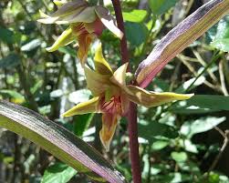 Attēlu rezultāti vaicājumam “Epirranthis diversata upperside”