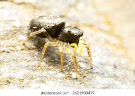 Attēlu rezultāti vaicājumam “Heliophanus sp.”