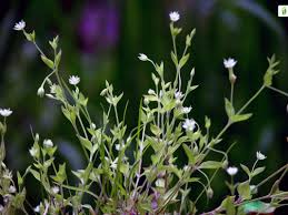 Attēlu rezultāti vaicājumam “Moehringia trinervia leaf”