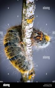 Attēlu rezultāti vaicājumam “Lasiocampa trifolii male”