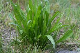 Attēlu rezultāti vaicājumam “Plantago media”