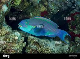 Image result for Chlorurus gibbus