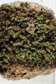 Attēlu rezultāti vaicājumam “Barbula unguiculata macro”