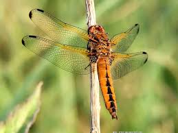 Attēlu rezultāti vaicājumam “Libellula fulva”