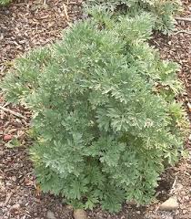 Image result for Artemisia absinthium