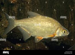 Image result for Blicca bjoerkna