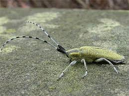 Attēlu rezultāti vaicājumam “Agapanthia villosoviridescens”