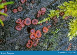 Attēlu rezultāti vaicājumam “Ascocoryne cylichnium”