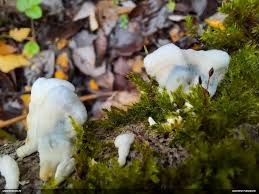 Attēlu rezultāti vaicājumam “Plicatura nivea”