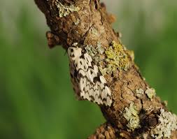 Attēlu rezultāti vaicājumam “Lymantria monacha imago”