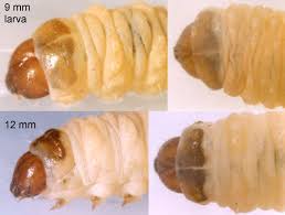 Attēlu rezultāti vaicājumam “Cochylis dubitana”