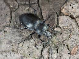 Attēlu rezultāti vaicājumam “Carabus glabratus”