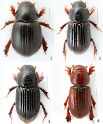 Attēlu rezultāti vaicājumam “Trichius fasciatus imago”