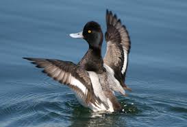 Image result for Aythya affinis