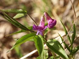 Attēlu rezultāti vaicājumam “Lathyrus vernus”