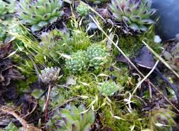 Attēlu rezultāti vaicājumam “Encalypta streptocarpa sporophyte”